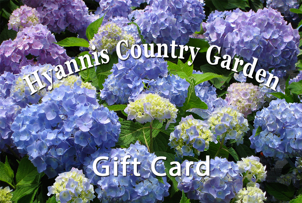 $25 Hyannis Country Garden Gift Card